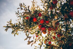 Photo apple tree