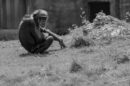 Photo Chimpanzee researcher
