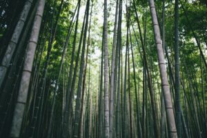 Photo Bamboo forest