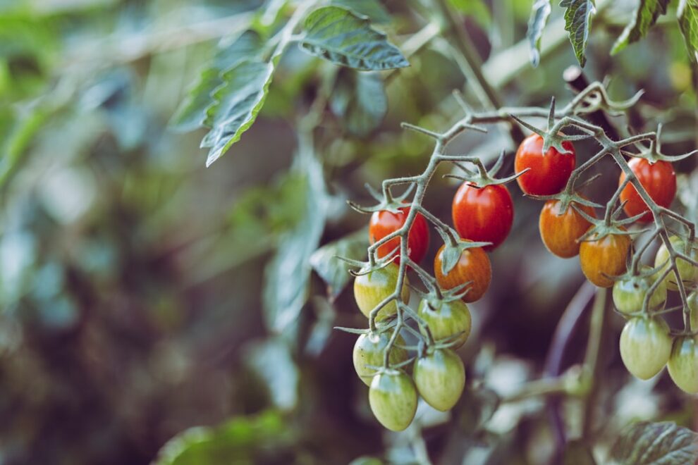 Photo Urban Garden